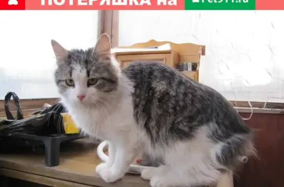 Найдена кошка СНТ Левашово в Парголово