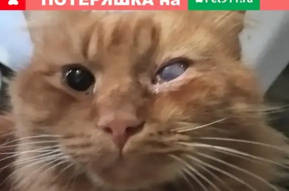 Пропала кошка в Ясногорске, рыжая с зелеными глазами, травмированный левый глаз.