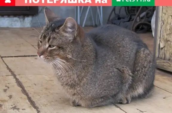 Голодный кот найден в Парголово, СПб