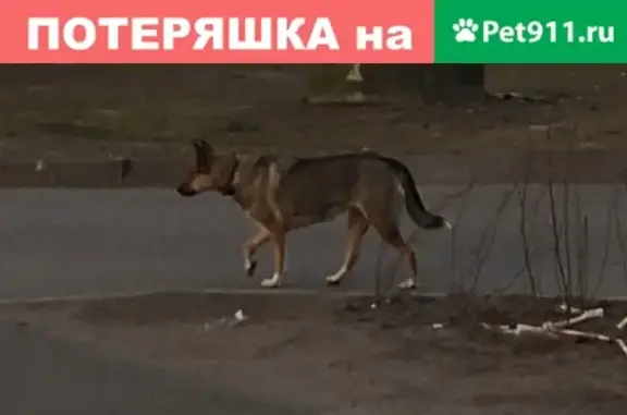 Собака Метис овчарки найдена в Сестрорецке, СПб