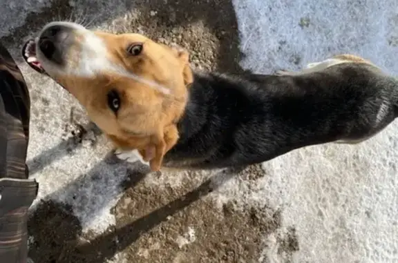 Пропала собака в деревне Черпахи, Пермский край