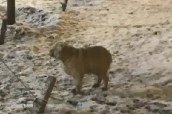 Найдена собака в Москве на 2-й Квесисской, 9