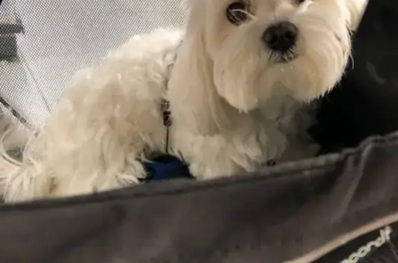 Собаки потеряшки, Пермь, фото: Потеряшка щенок Чарли на Крупской аллее, Пермь