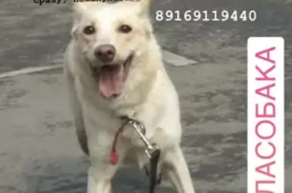 Пропала собака у метро Тульская 29.03.2020 года