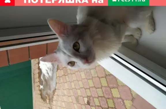 Пропал кот Боня, Ульяновск, ул. Богдана Хитрово, 23