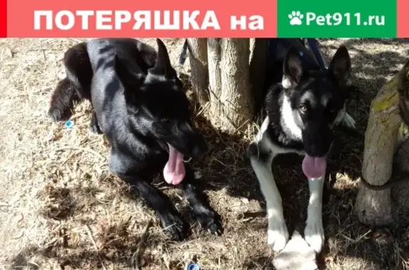 Собаки потеряшки, , фото: Потеряшкаи 2 восточно-европейские овчарки в Евпатории