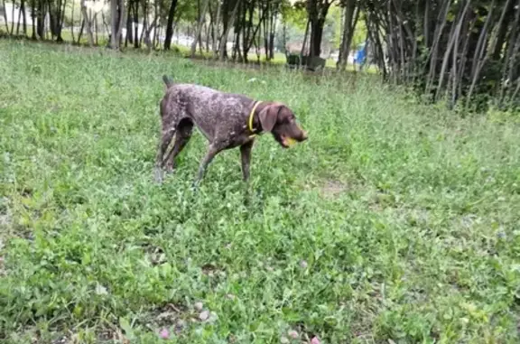 Пропала собака породы Курцхар в г. Самара, улицы Ново-Вокзальная, Вольская, Свободы.