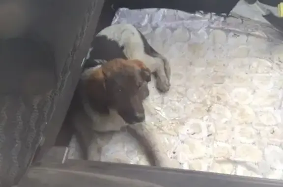 Пропала собака с повреждениями в селе Подгородняя Покровка
