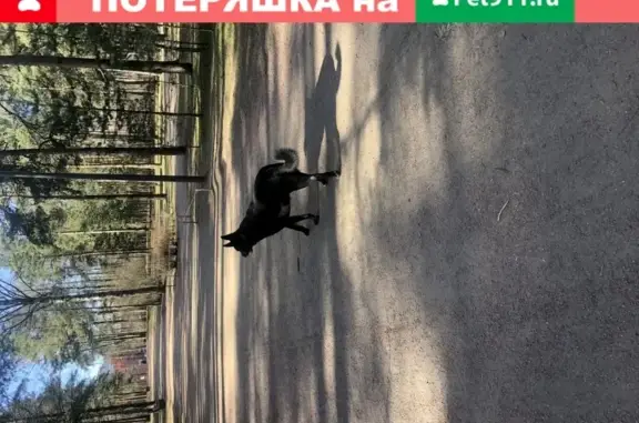 Найдена собака в парке Сосновка, ищет хозяина