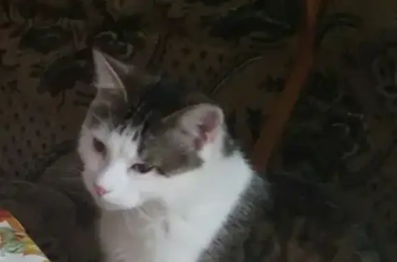 Пропал молодой кот Мурзик в Малаховке
