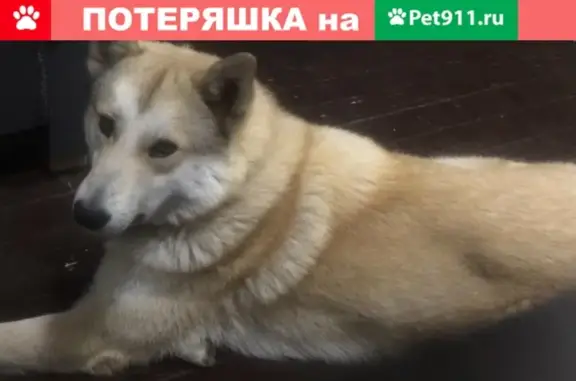 Пропала собака Лепс, Западно-сибирская лайка, Власьево, Владимирская обл.