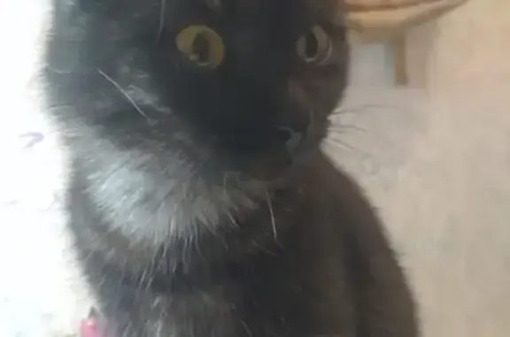 Найдена британская кошка ищет дом в Йошкар-Оле