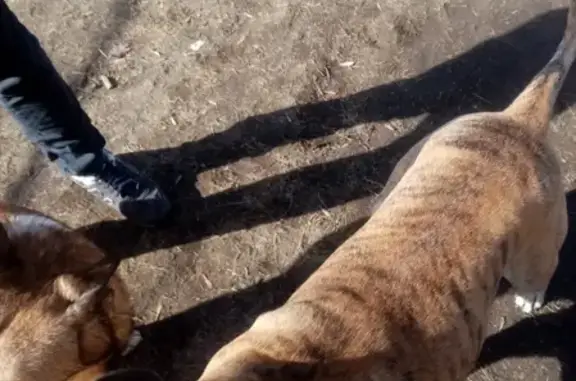 Собака Кобель, тигровый окрас, найдена в Санкт-Петербурге.