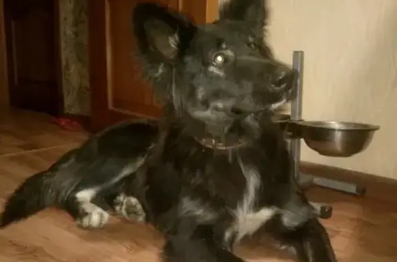 Найдена пушистая собака в Воронеже, Центр.