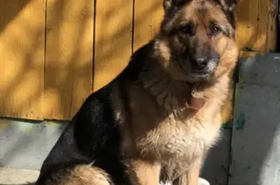 Найдена собака в районе Белинского-Большакова