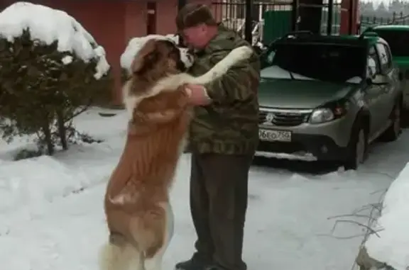 Пропал пес Лаврентий в деревне Антоново, Московская область