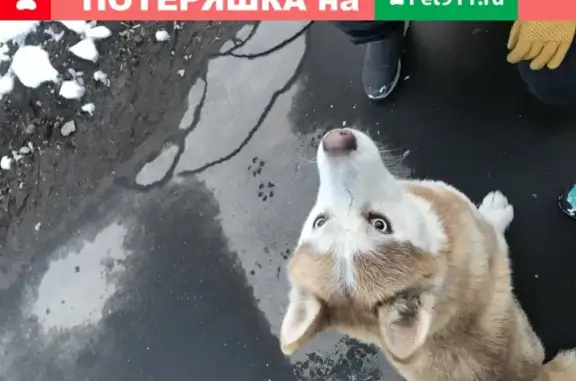 Найдена собака на Ивантеевской улице в Москве