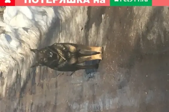 Собака найдена в Уфе, Заречное, Респ. Башкортостан