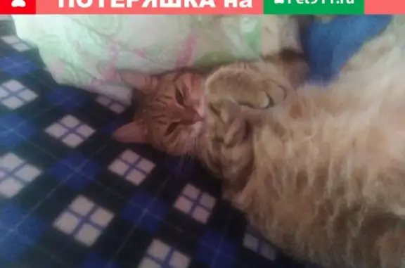 Найден домашний кот возле магазина Дикси на ул. Горького 47