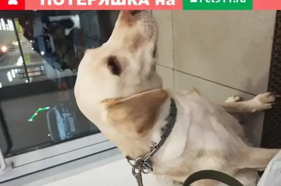 Собака Лабрадор найдена около магазина Перекресток, м. Рязанский проспект