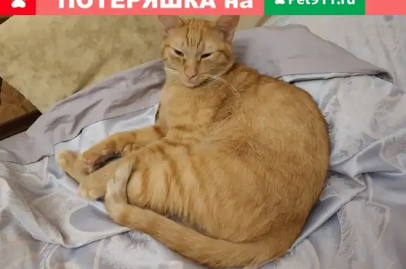 Пропала кошка Максик в Трехгорке, Одинцовский район