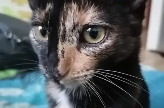 Кошки потеряшки, Самара, фото: Потеряшка кошка возле 36 школы, Самара