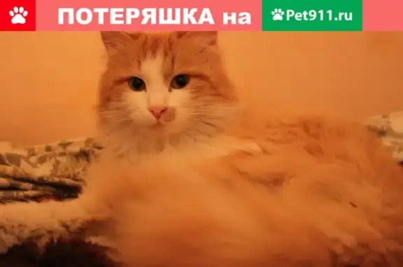 Пропала кошка в Медногорске на улице Крупской