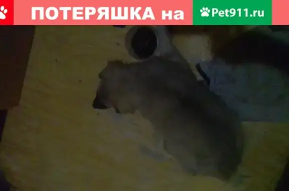 Найдена собака на Халтуринском переулке в Ростове