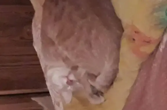 Объявления о пропавших и найденных животных, Ижевск, фото: Пропала кошка на ул. Дзержинского, Ижевск, Россия