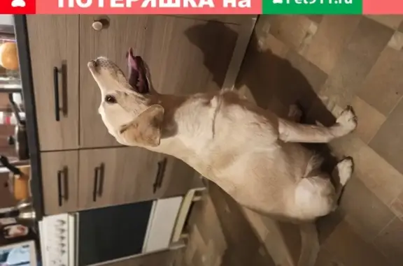 Найдена собака около метро Рязанский проспект, адрес: Рязанский пр., 8А.
