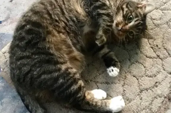 Кошки потеряшки, Тула, фото: Потеряшка кошка Кот Серенький в Туле, Михеева 29