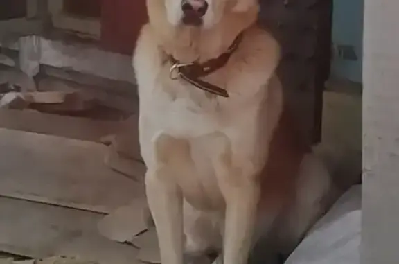 Собаки потеряшки, Красноярск, фото: Потеряшка рыжая собака в Красноярске, Октябрьский район