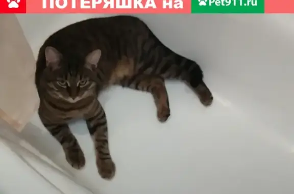 Пропала кошка Луи в Боброво, Московская обл.