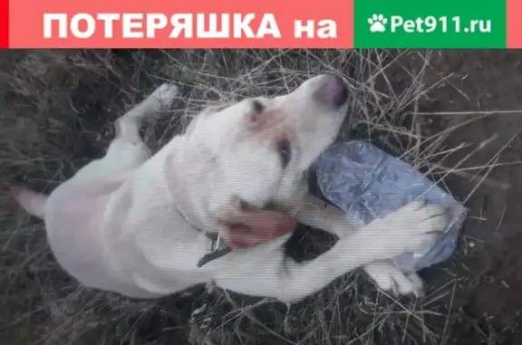 Пропала собака Лабродор Герда, Волгодонск, ул. Васильковая 127
