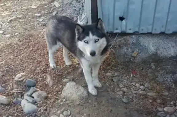 Собака Хаски найдена в селе Калинино.