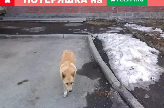 Найдена домашняя собака рыжего цвета в Эльмаше, Екатеринбург