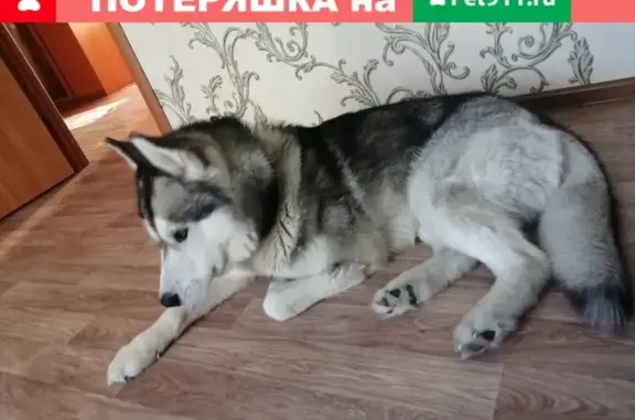Собаки потеряшки, Новосибирск, фото: Потеряшка сибирская хаски на ул. Титова, Новосибирск