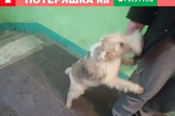 Собака найдена возле д. 32 на ул. Машиностроителей в Подольске