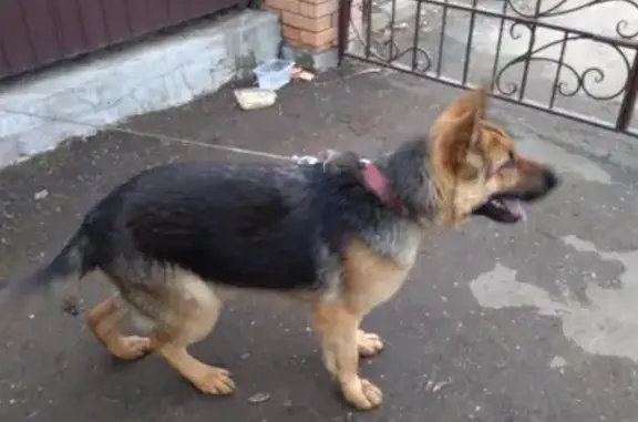 Собака найдена в посёлке Прикамский.