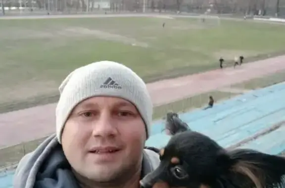 Пропала собака Маркиз, Москва, м. Бульвар Рокоссовского