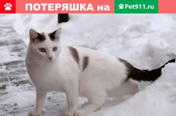 Кошки потеряшки, , фото: Потеряшка кот на ул. Просторная 85!