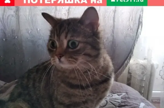 Найдена пугливая стерилизованная кошка в Костроме