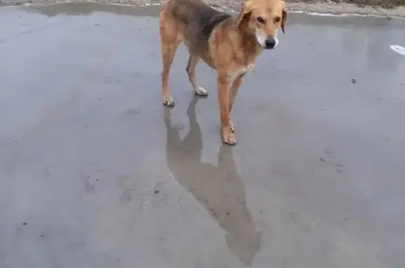 Собака на свободе в Заволжском поселке