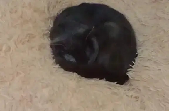 Потерянные животные Иркутск, фото: Пропал серый кот Миша, 3 года, Иркутск, Университетский, 71