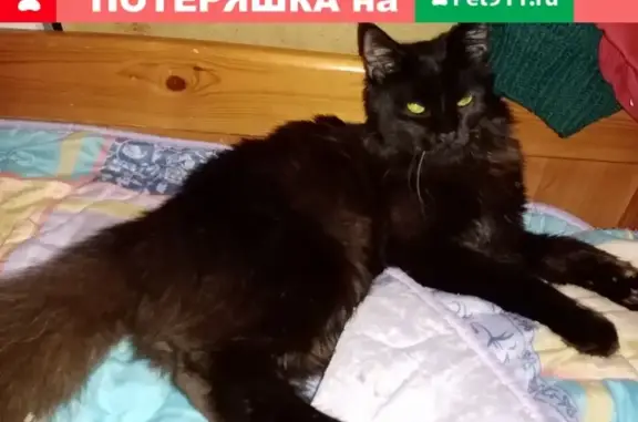 Пропала кошка Чёрный мэйкун в Москве