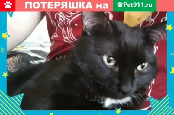 Пропала кошка с салатовым ошейником, ул. Лермонтова 13, Сосногорск