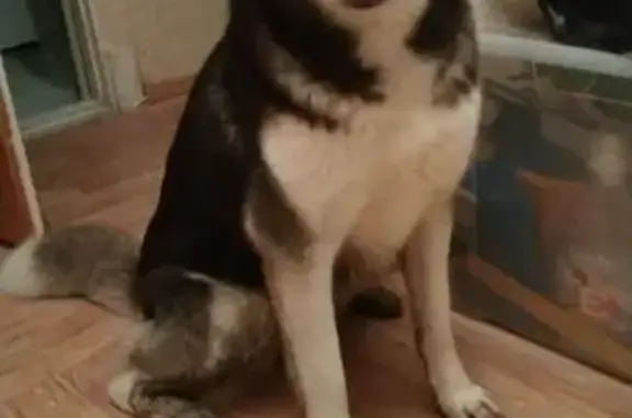 Собаки потеряшки, Москва, фото: Потеряшка собака Хани в Домодедово, Новые Острожки, Мансурово.