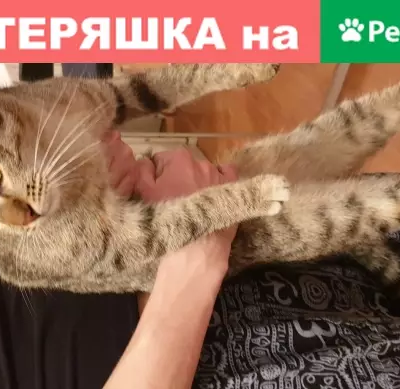 Ласковая кошка на ул. Авиаконструктора Миля, Москва