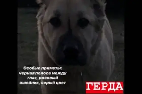 Пропала собака Алабай в Домодедово.