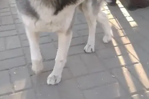 Найденные животные Ростов-на-Дону, фото: Найден контактный хаски на Комсомольской площади